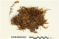藏品(蕨苔科)的圖片